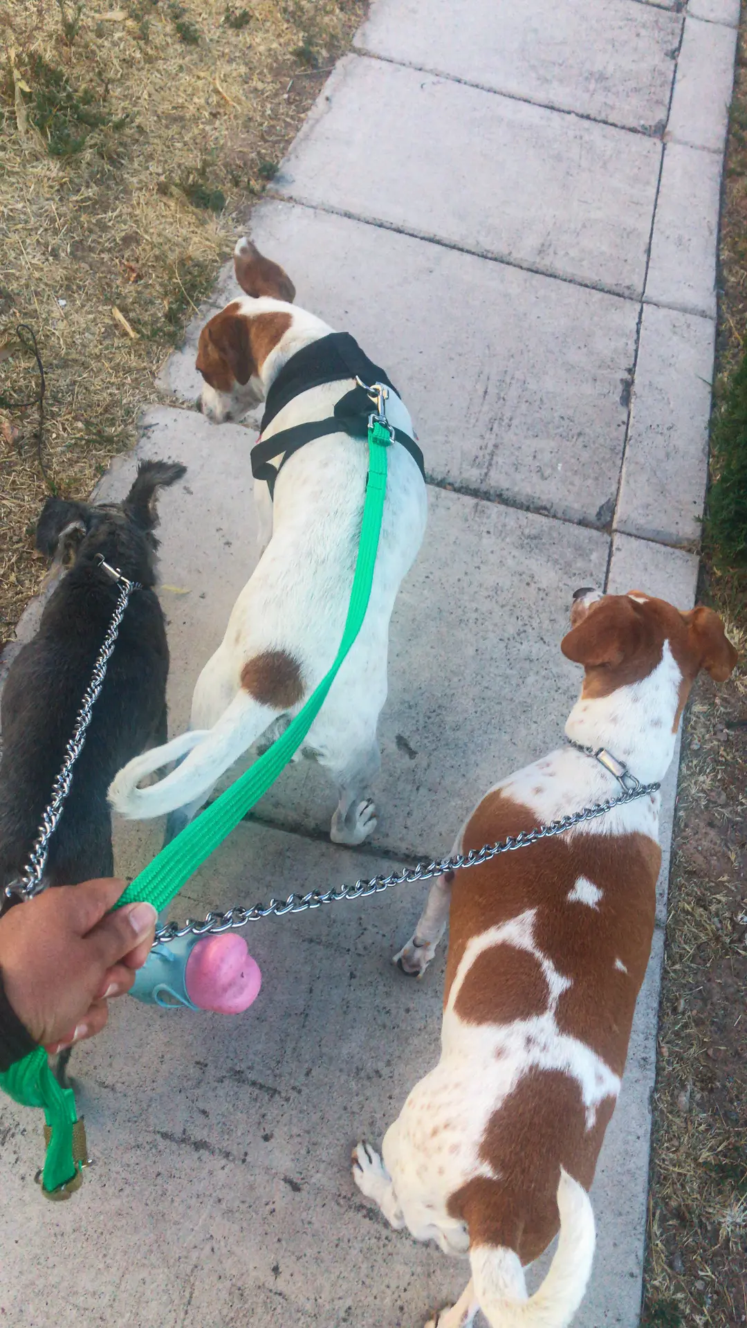 Dos perros un chihuahua y un schanuzer se encuentran sobre un banco, observando su entorno en un parque soleado.