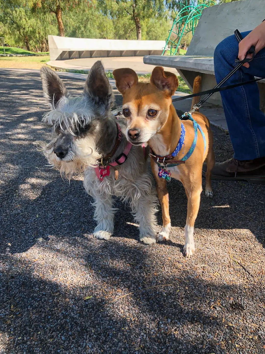 Dos perros un chihuahua y un schanuzer se encuentran sobre un banco, observando su entorno en un parque soleado.